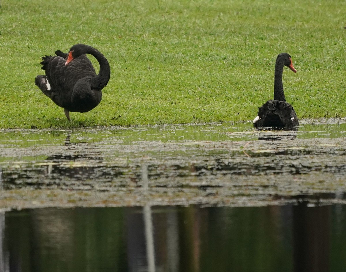 Black Swan - Keng Keok Neo