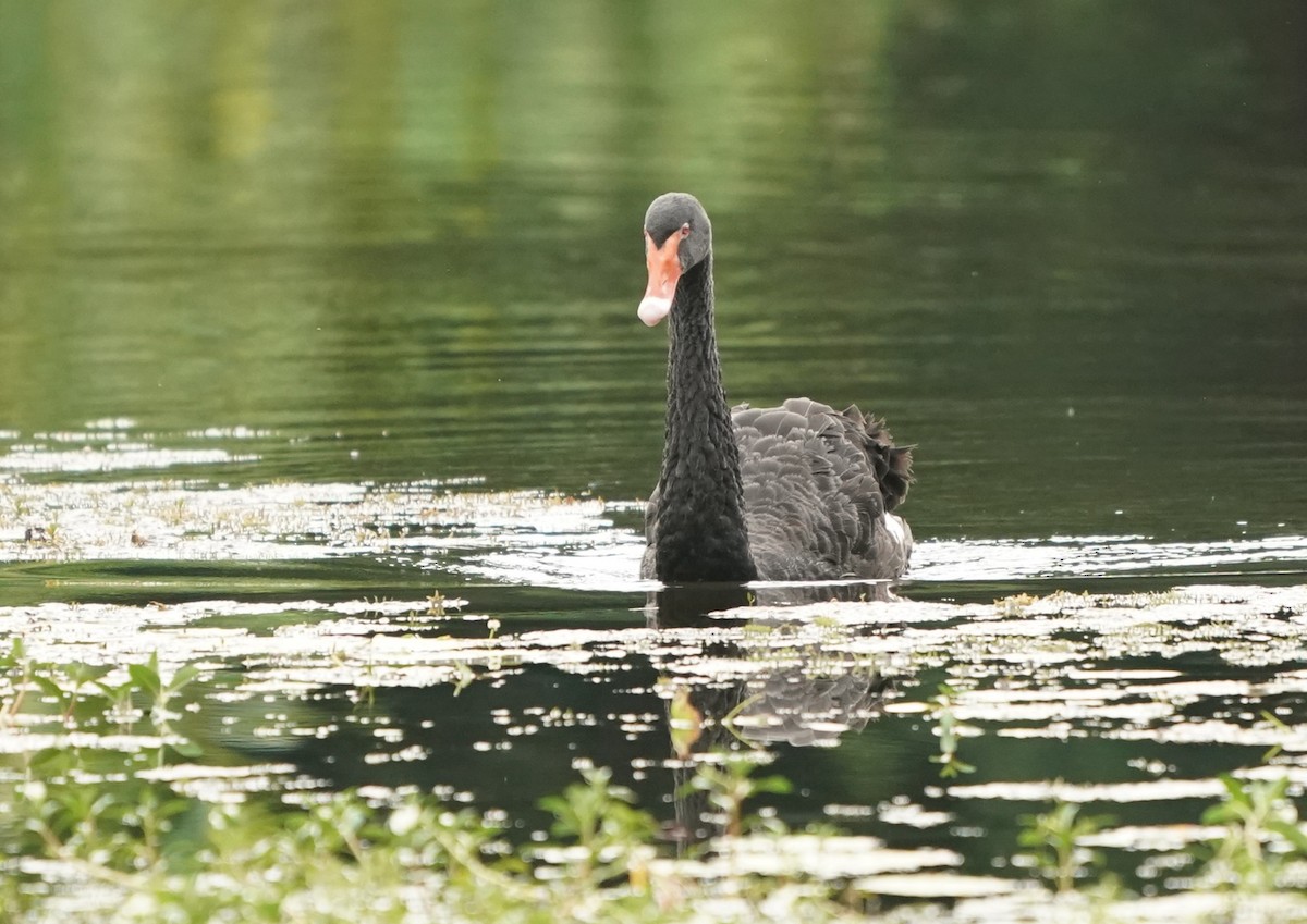 Cisne Negro - ML620443227