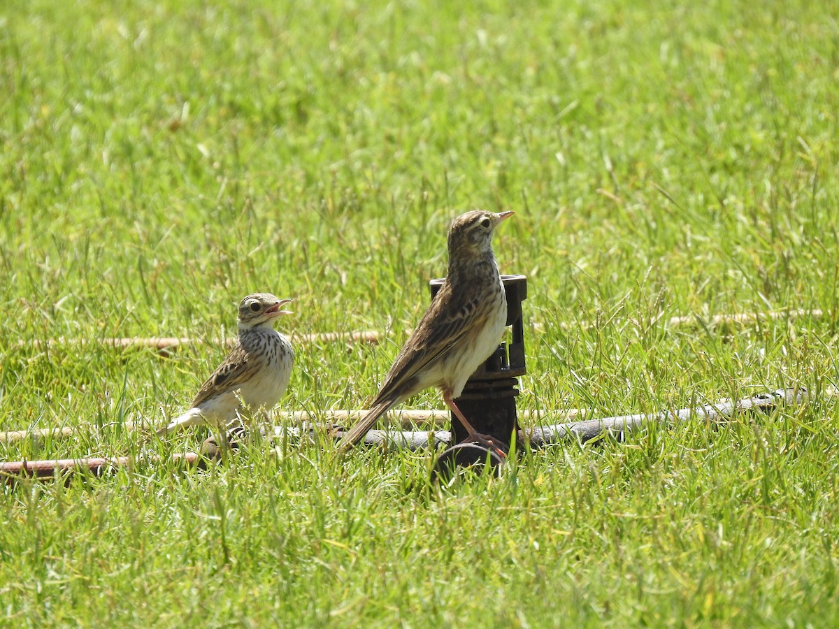 Bisbita Neozelandés (grupo australis) - ML620443229