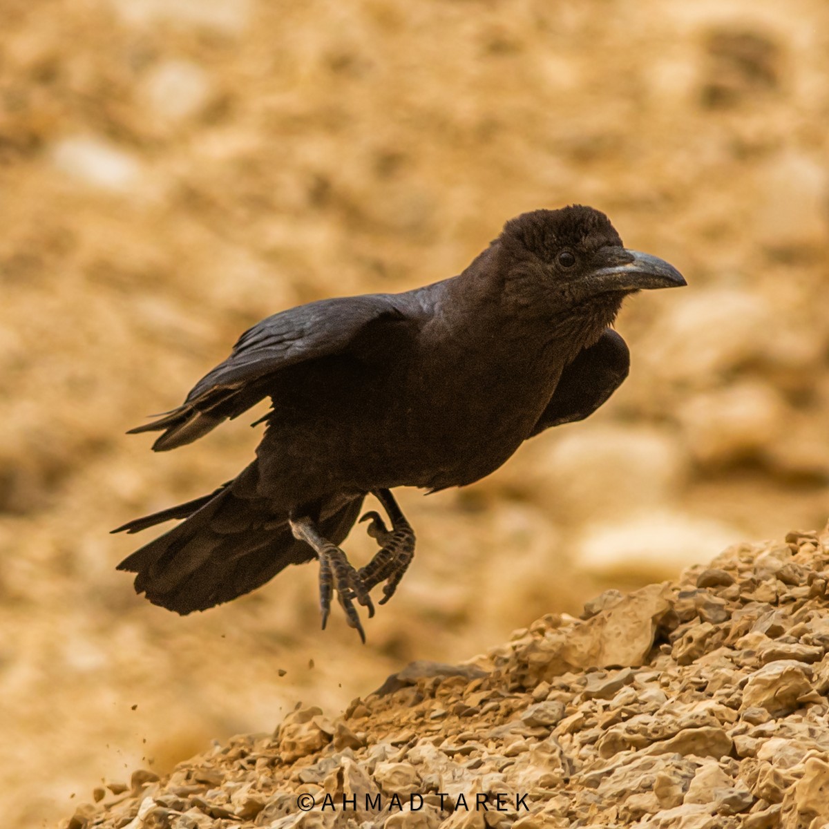 Brown-necked Raven - ML620443231