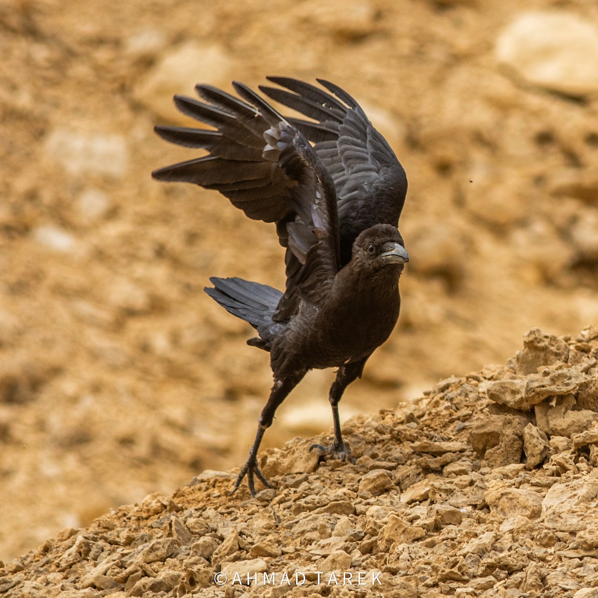 Brown-necked Raven - ML620443234