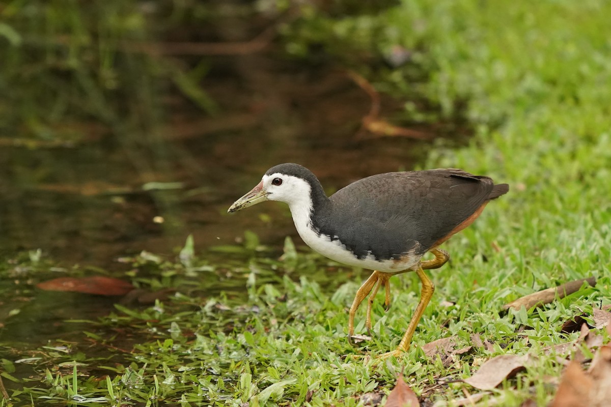 White-breasted Waterhen - ML620443237