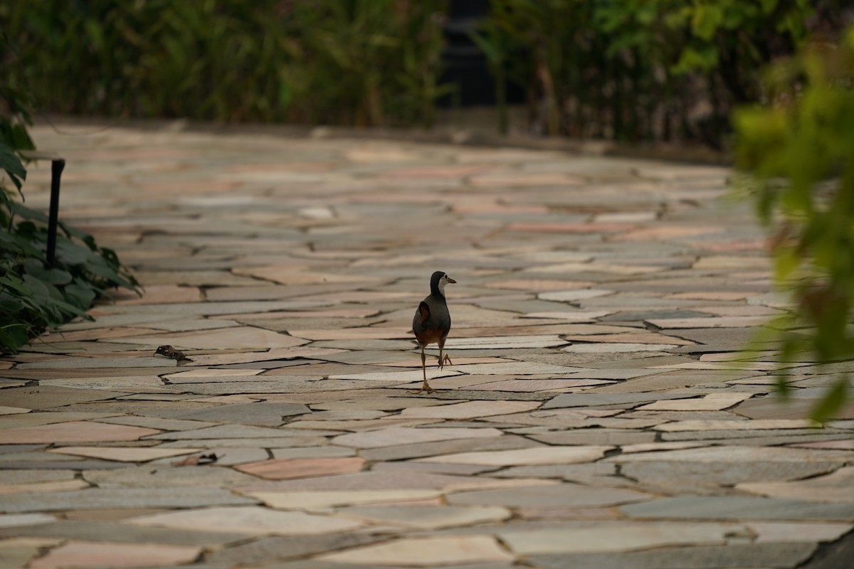 White-breasted Waterhen - ML620443238