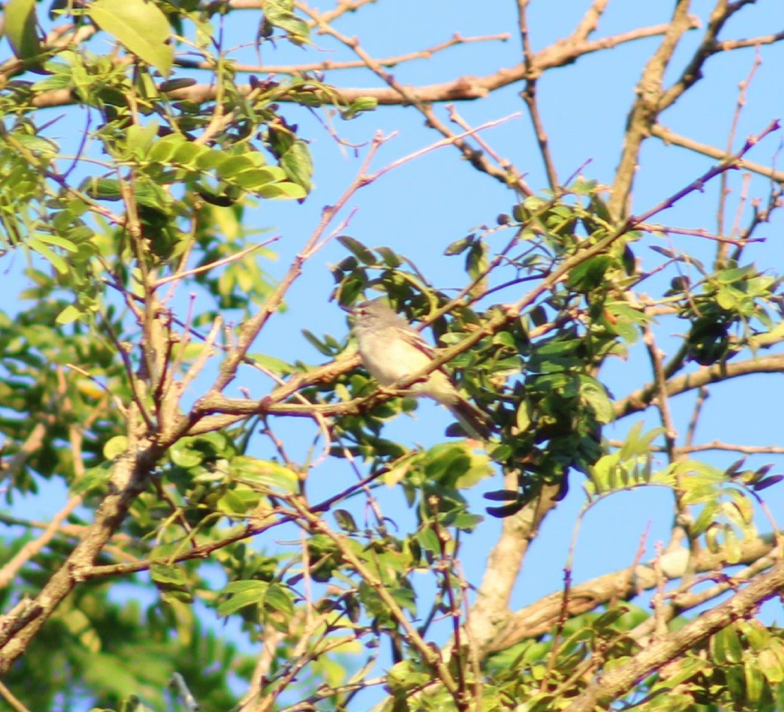 Southern Beardless-Tyrannulet - Franziska Riedel