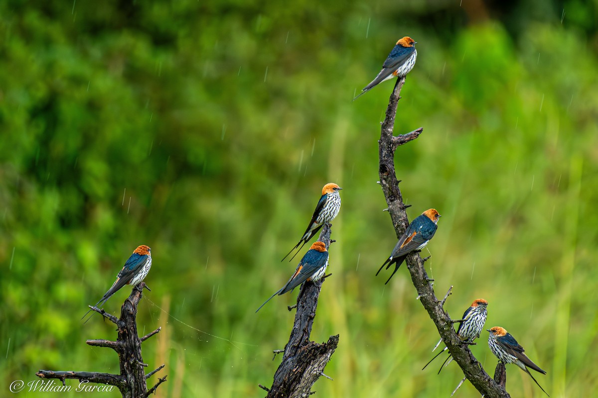 Lesser Striped Swallow - ML620443242