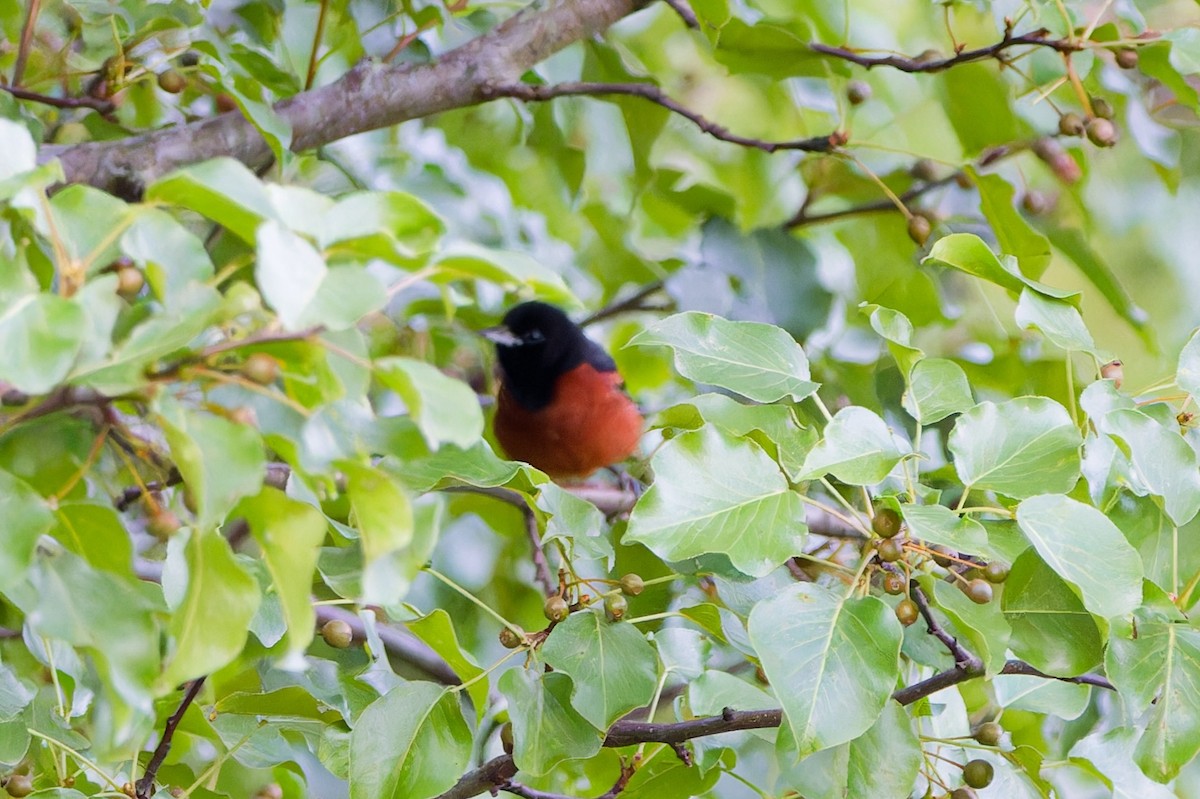 Orchard Oriole - ML620443252