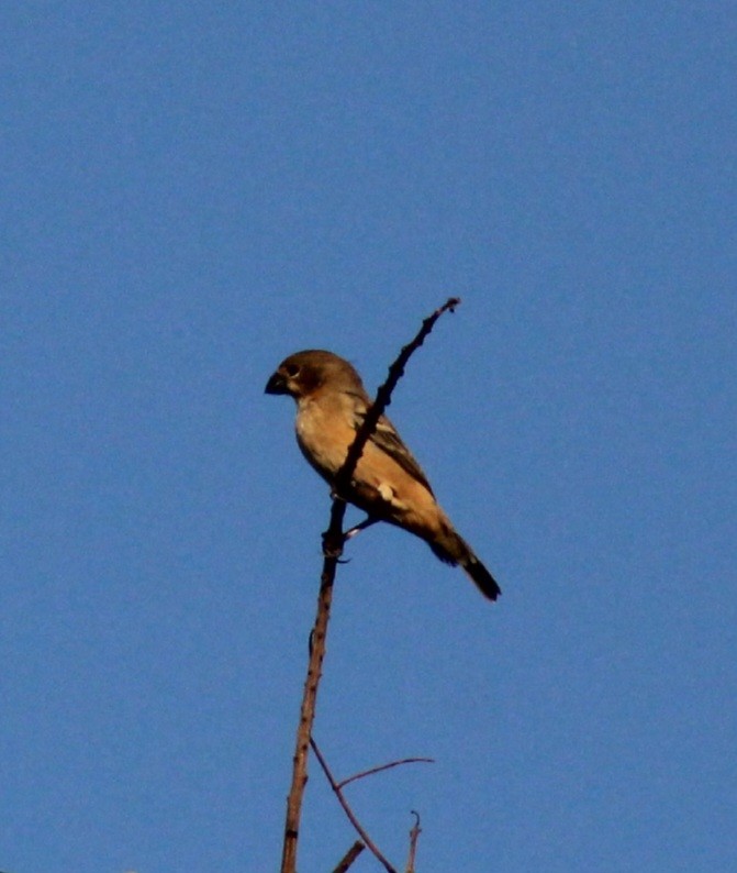 Rusty-collared Seedeater - ML620443254