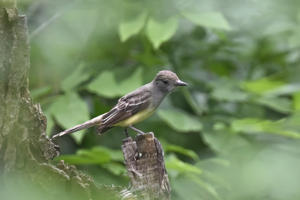 Great Crested Flycatcher - ML620443260
