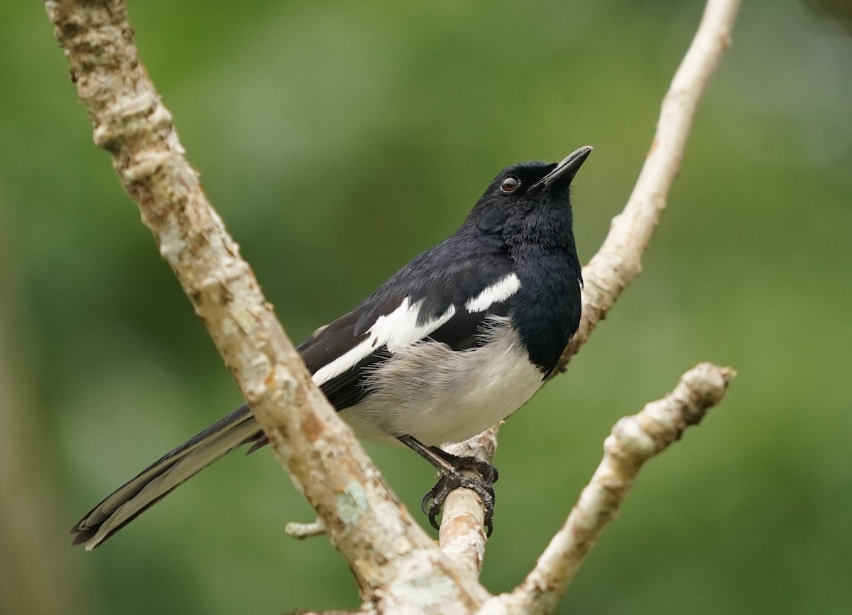 Oriental Magpie-Robin - ML620443261