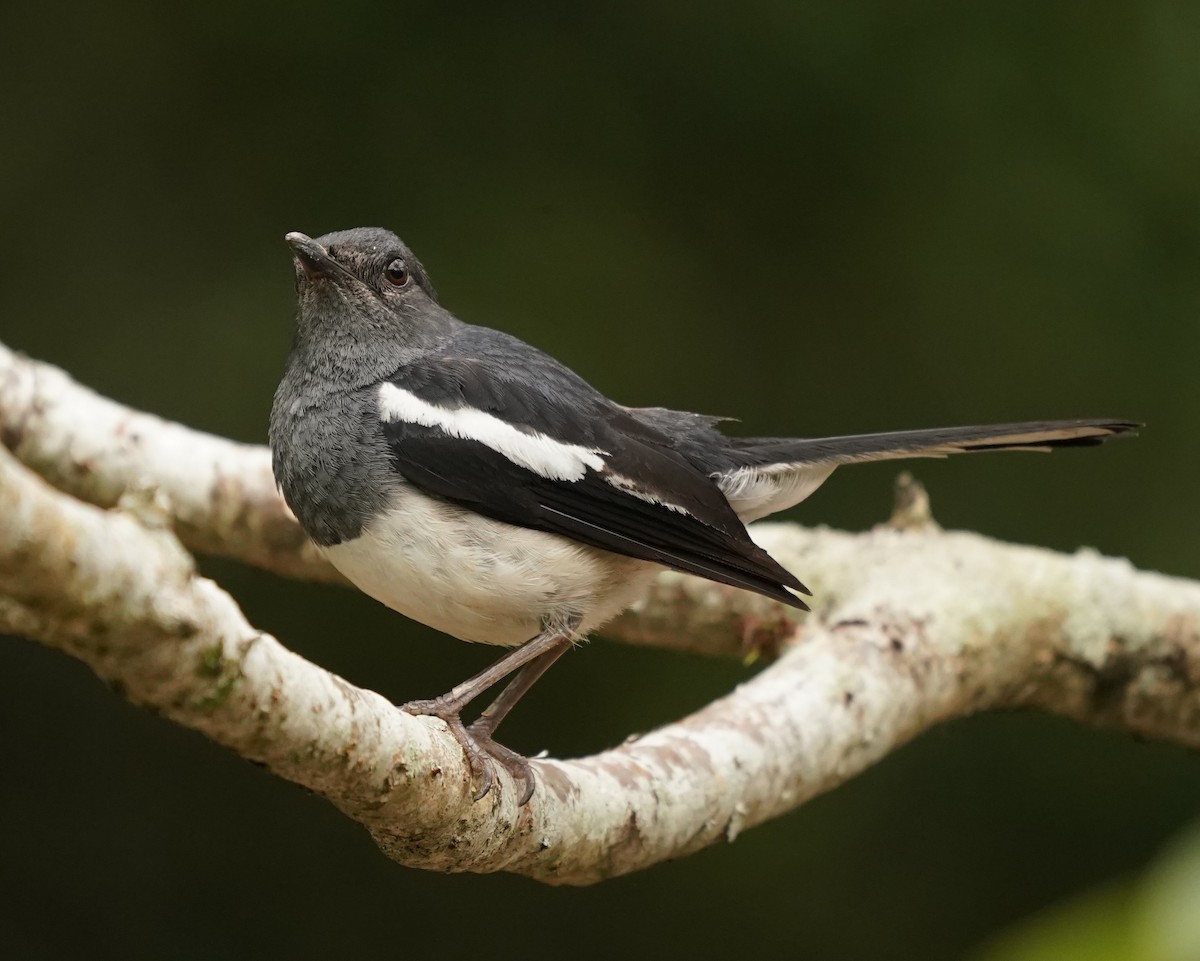 Oriental Magpie-Robin - ML620443263