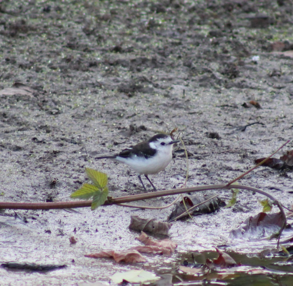 Black-backed Water-Tyrant - ML620443265