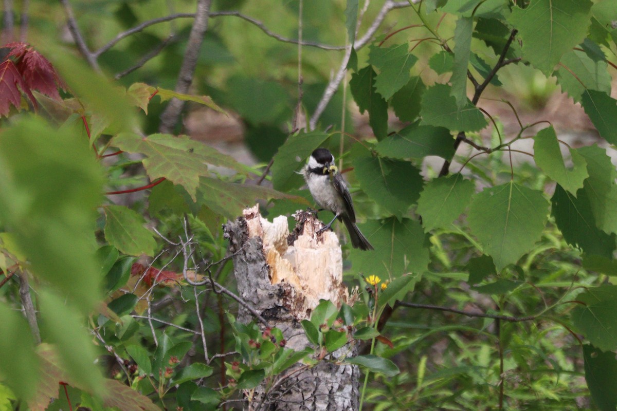 Black-capped Chickadee - ML620443266