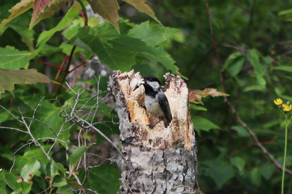 Black-capped Chickadee - ML620443267