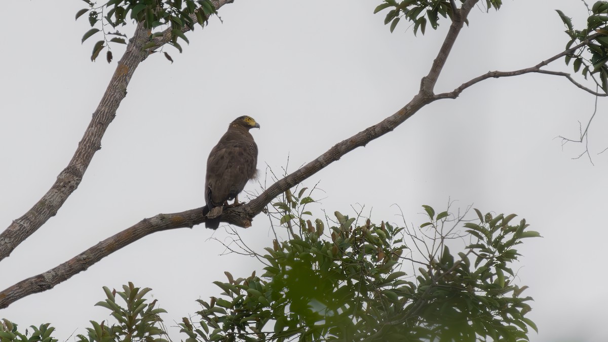 Crested Serpent-Eagle - ML620443271
