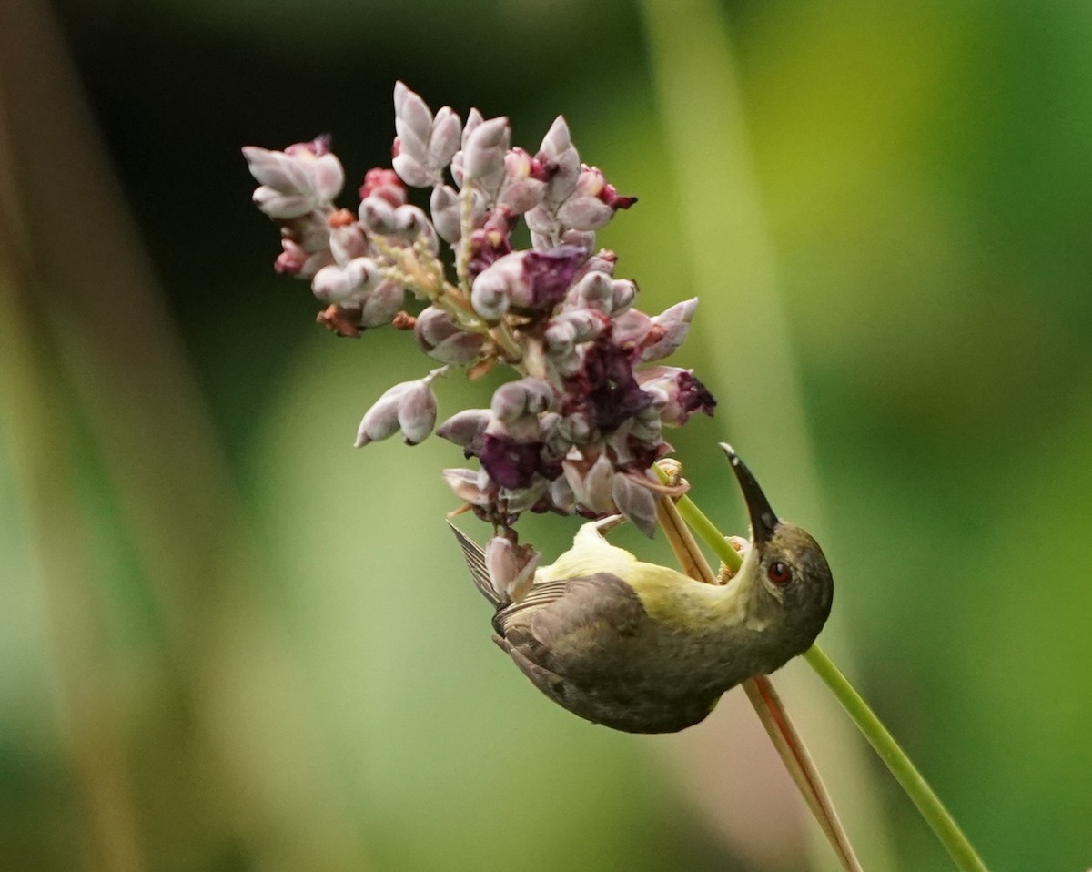 Brown-throated Sunbird - ML620443273