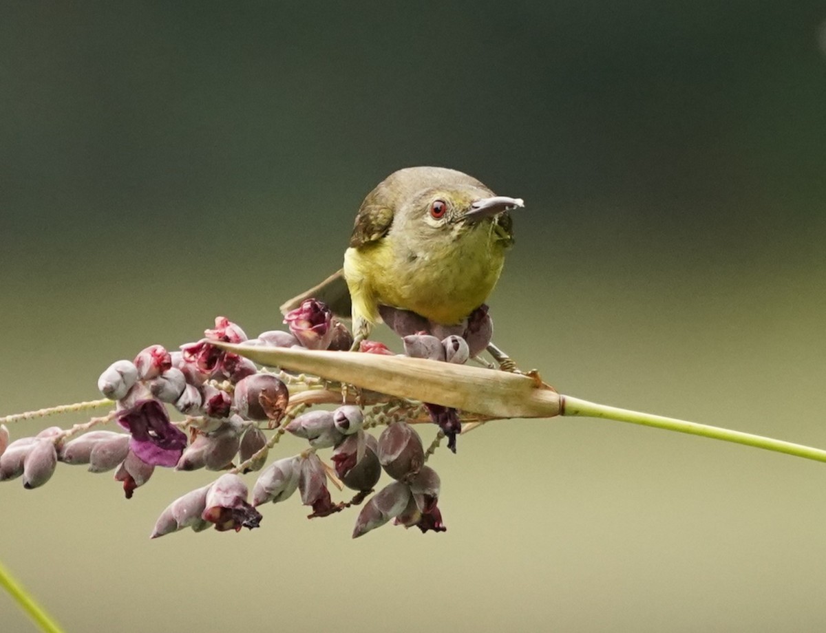 Brown-throated Sunbird - ML620443275