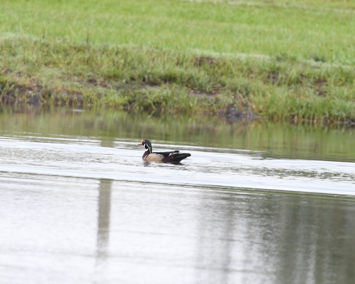 Wood Duck - ML620443276