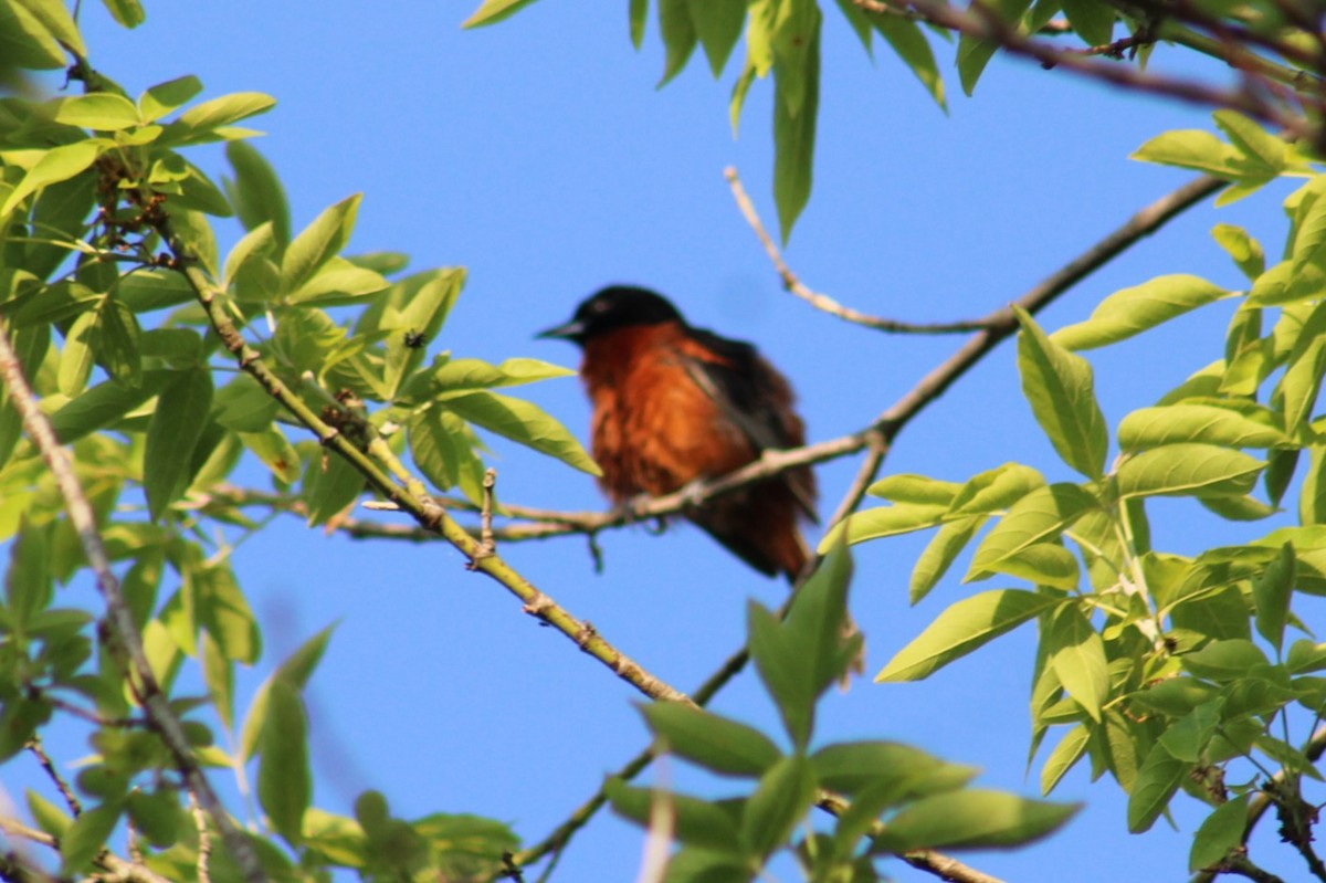 Orchard Oriole - ML620443280