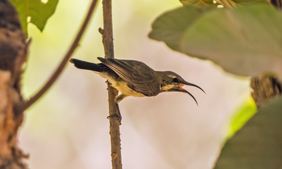 Elfennektarvogel - ML620443281