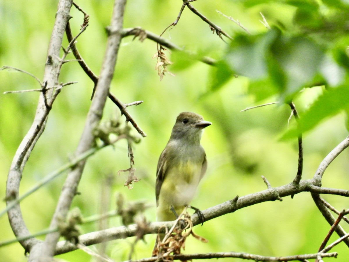 Great Crested Flycatcher - ML620443296