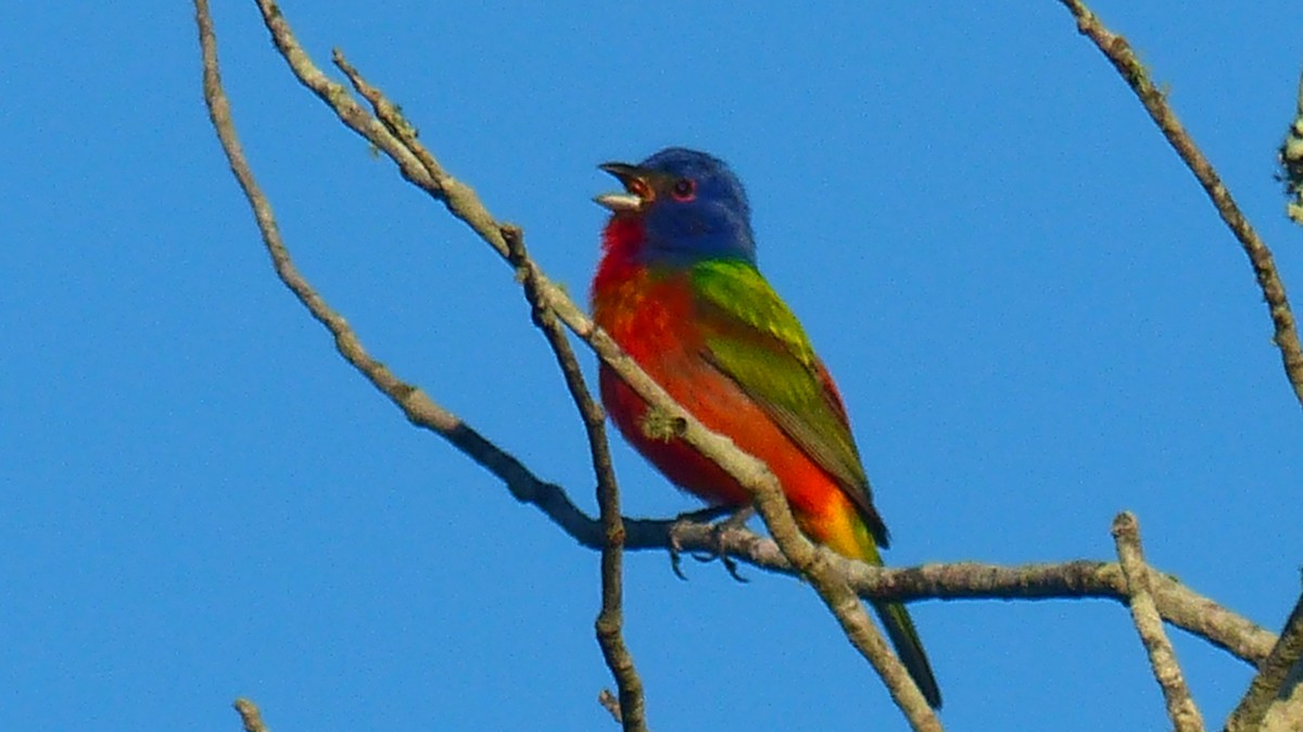 Painted Bunting - ML620443302