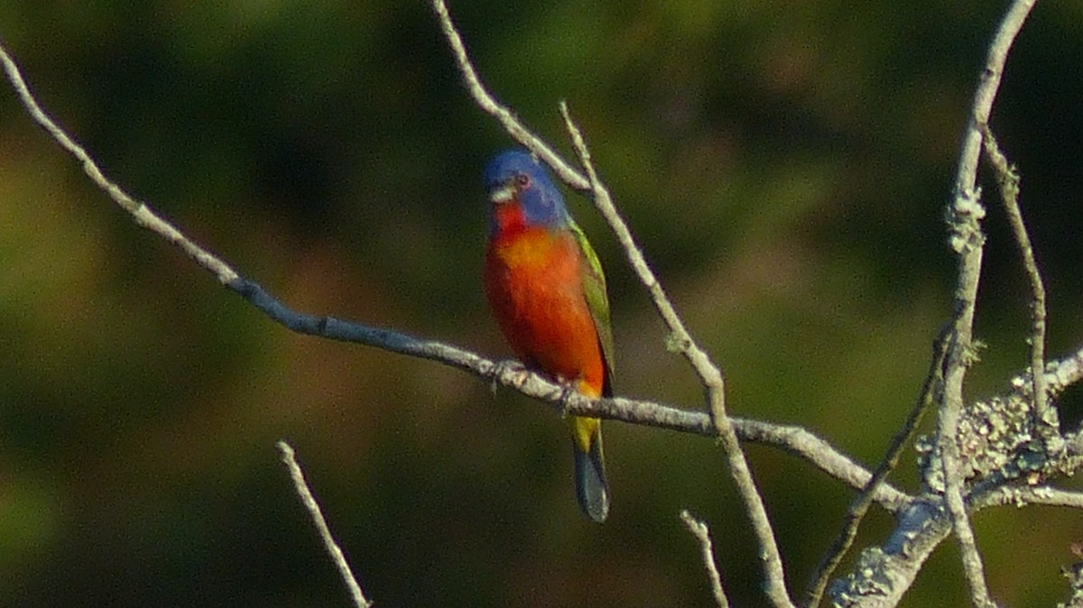 Painted Bunting - ML620443303