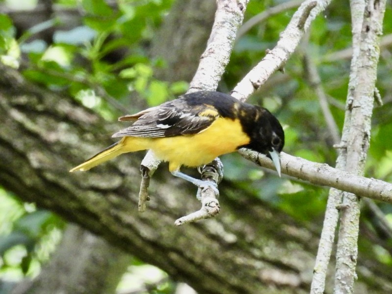 Baltimore Oriole - ML620443305