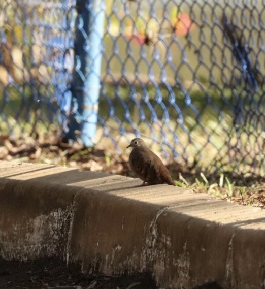 Ruddy Ground Dove - ML620443312