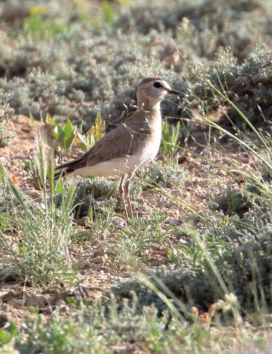 Mountain Plover - ML620443316