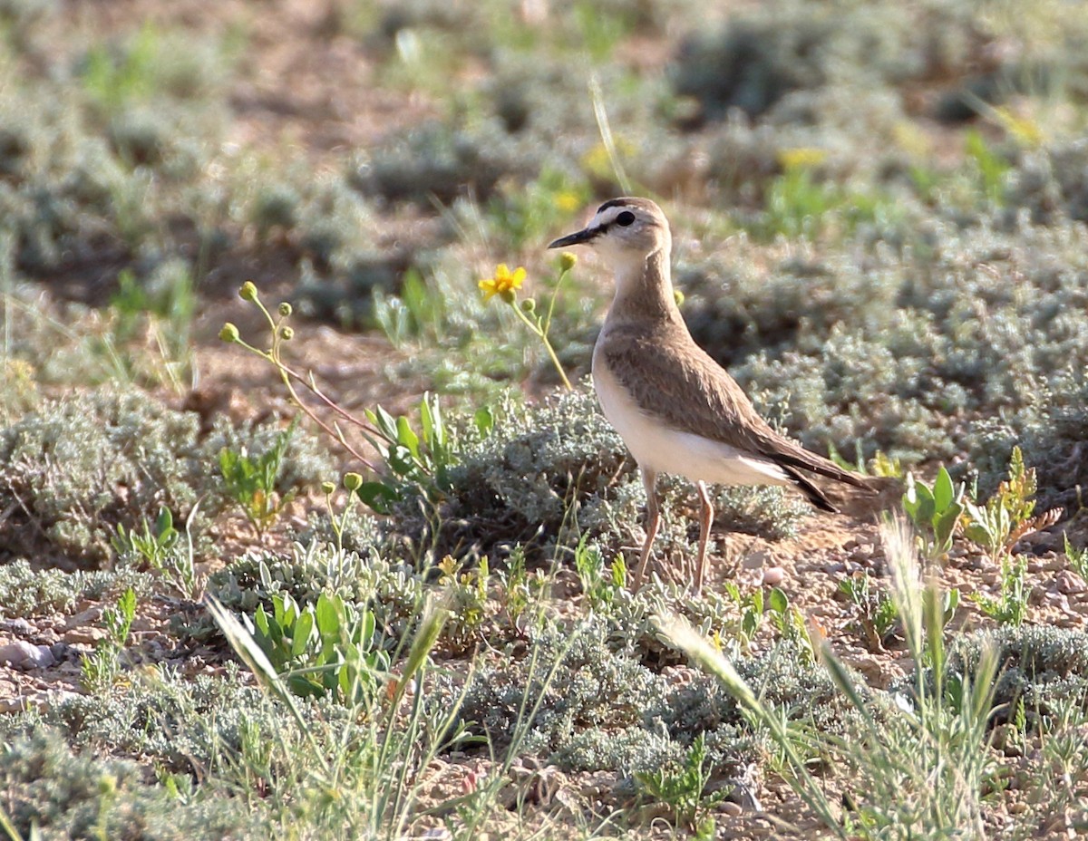 Mountain Plover - ML620443318