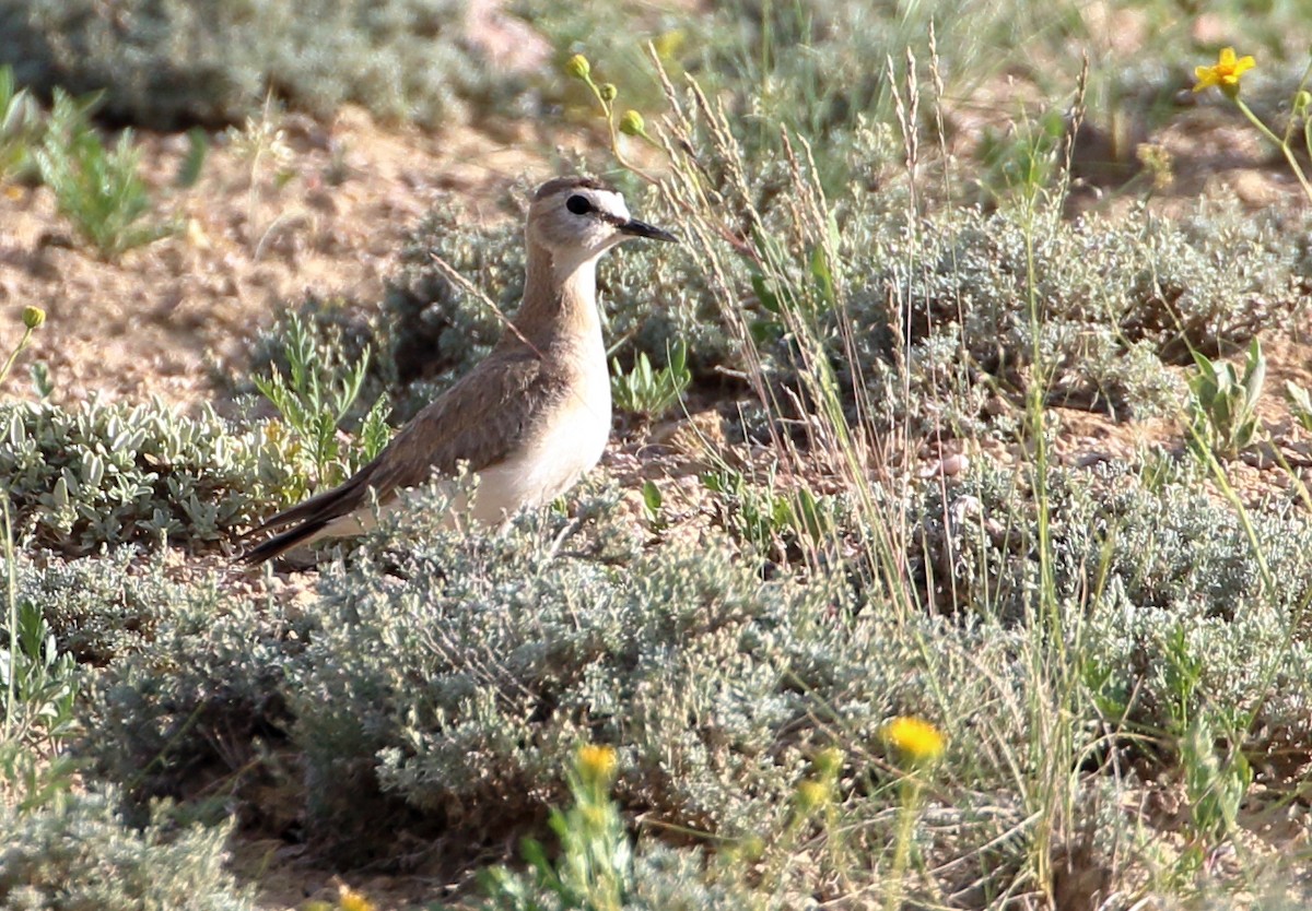 Mountain Plover - ML620443319