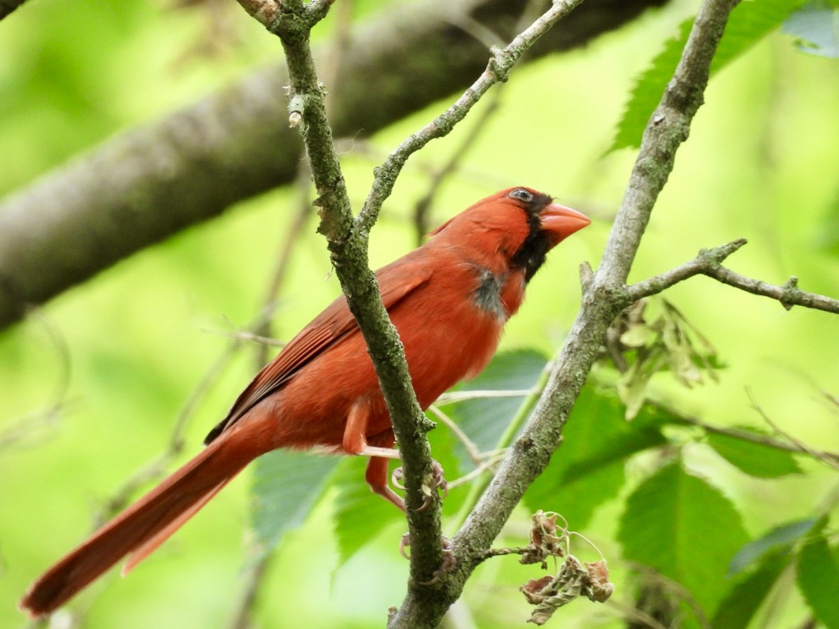 Northern Cardinal - ML620443322