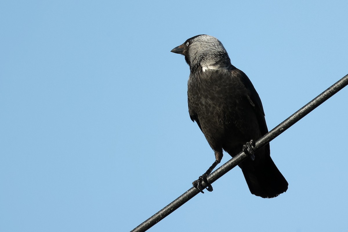 Eurasian Jackdaw - ML620443330