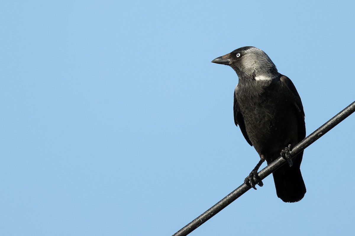 Eurasian Jackdaw - Anonymous