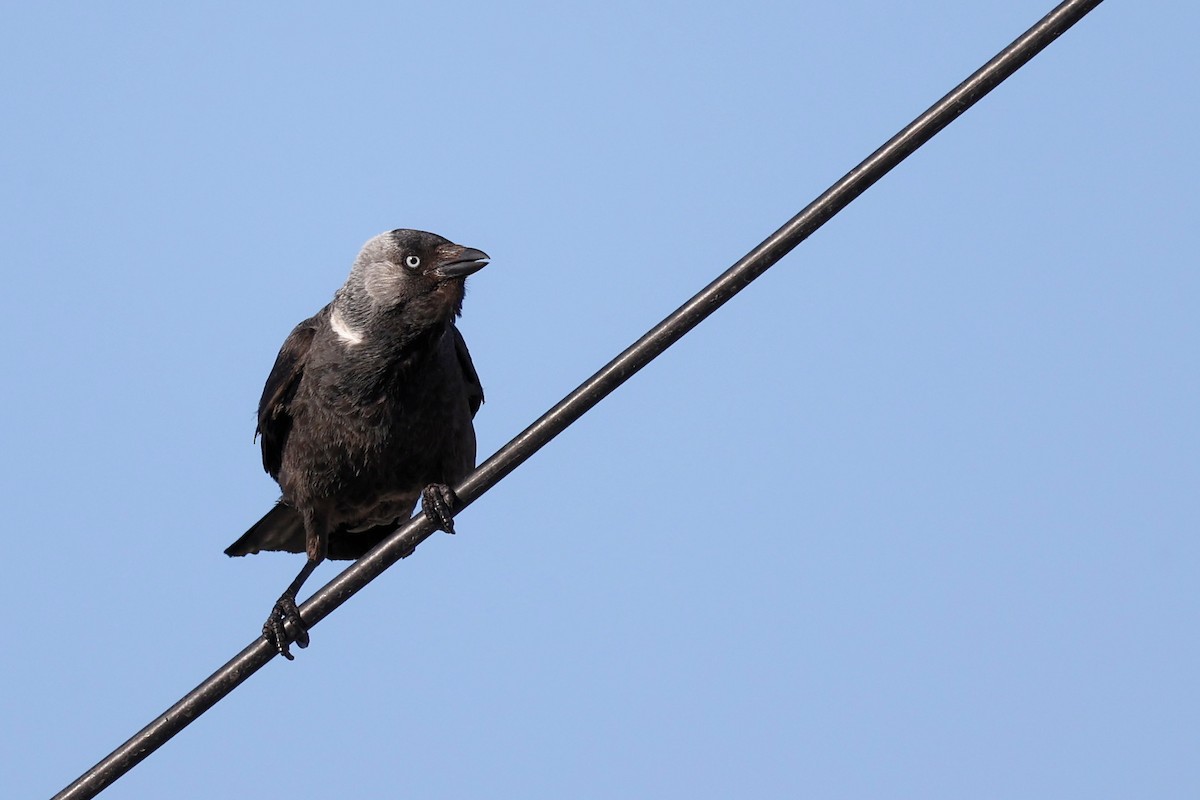 Eurasian Jackdaw - ML620443334