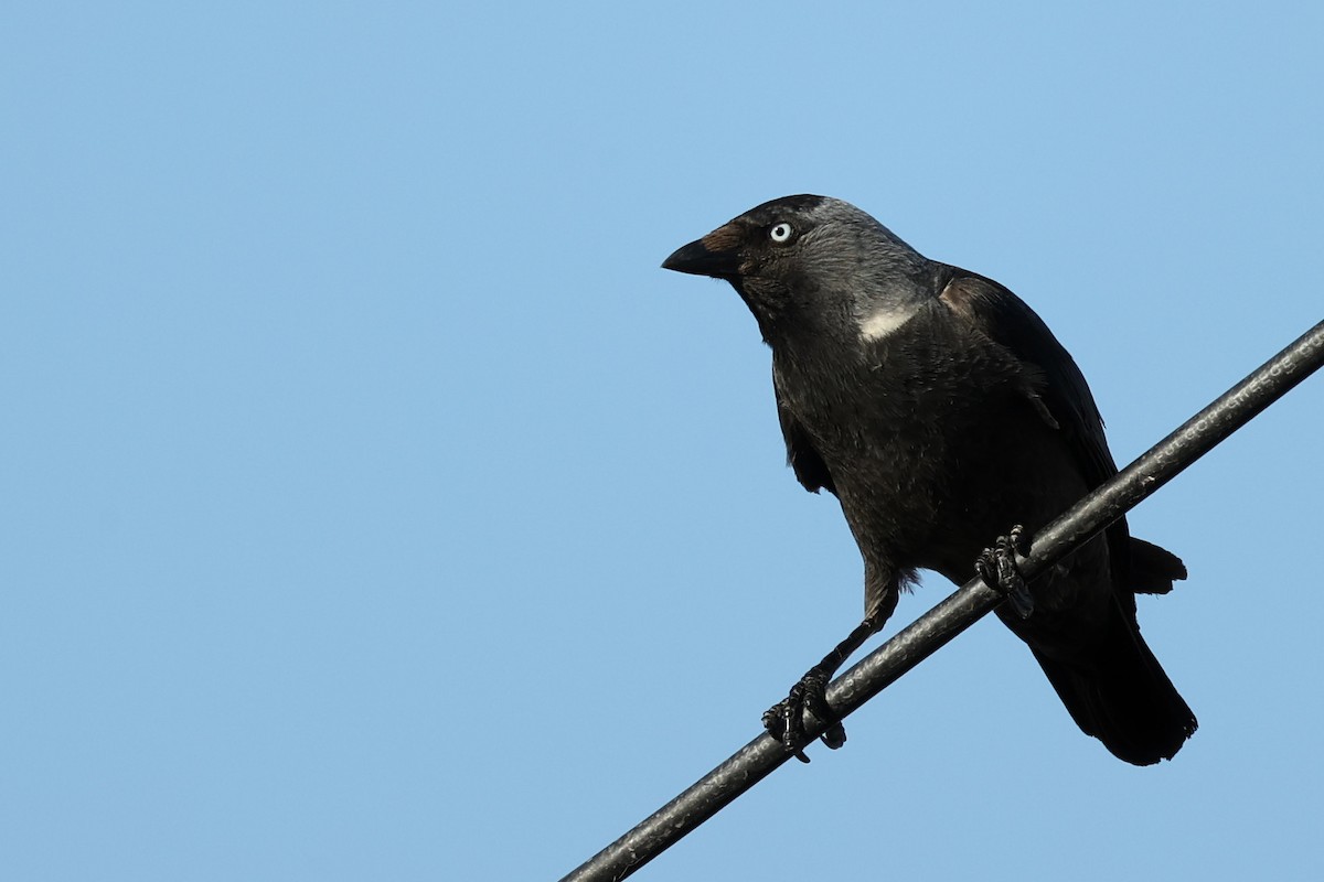 Eurasian Jackdaw - ML620443335