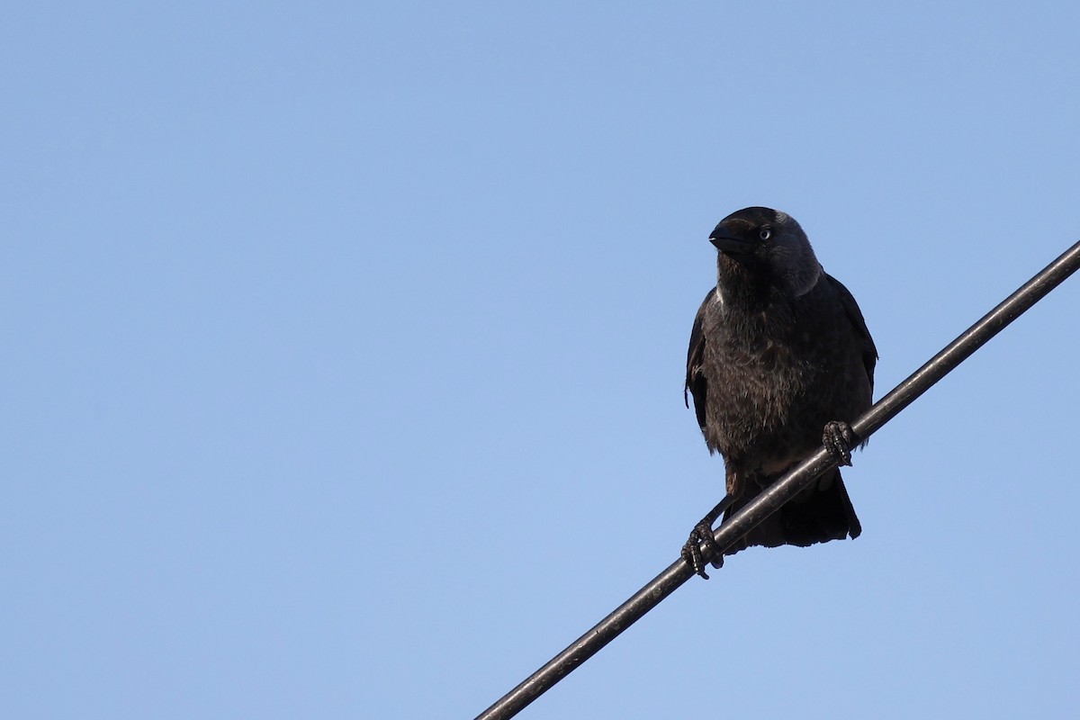 Eurasian Jackdaw - ML620443336