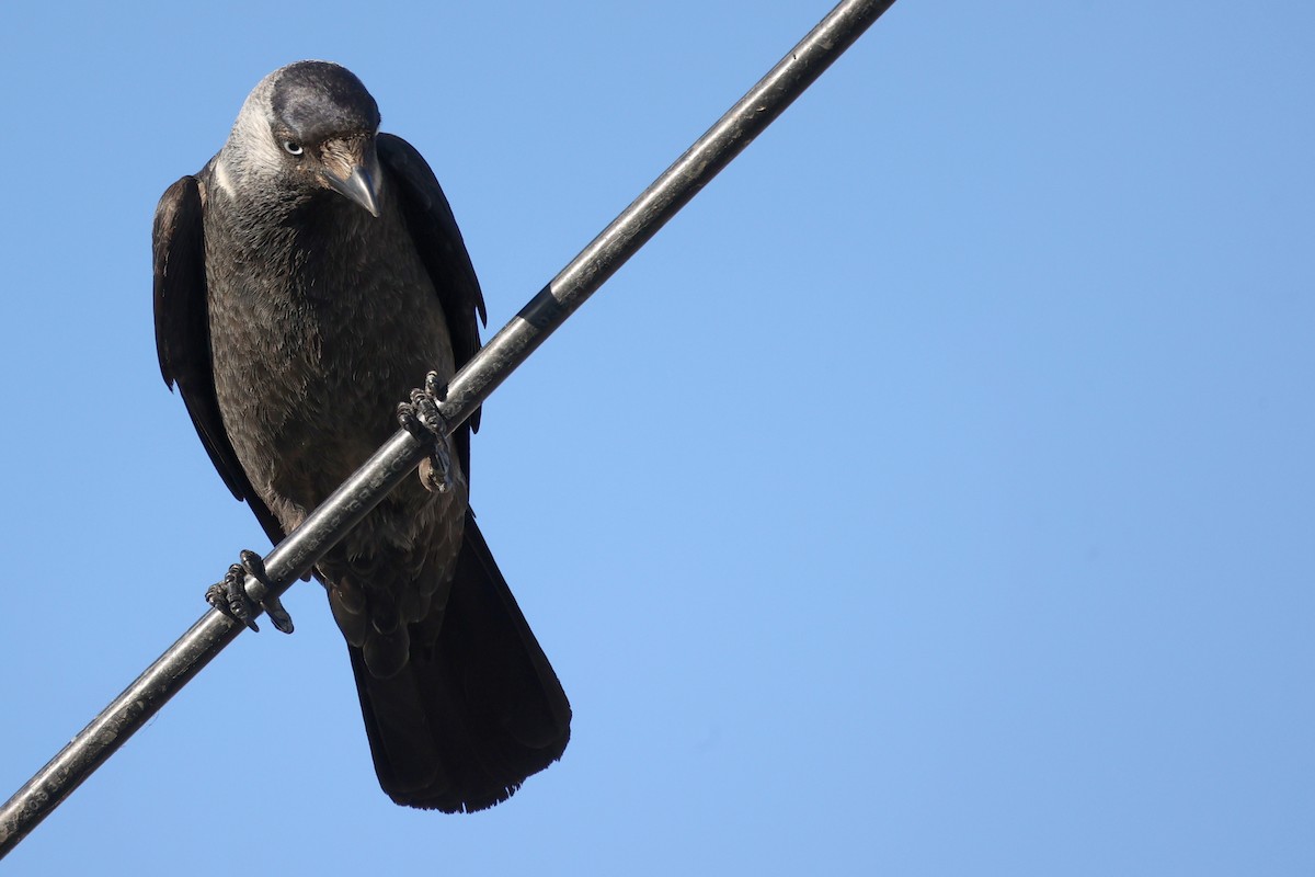 Eurasian Jackdaw - ML620443337