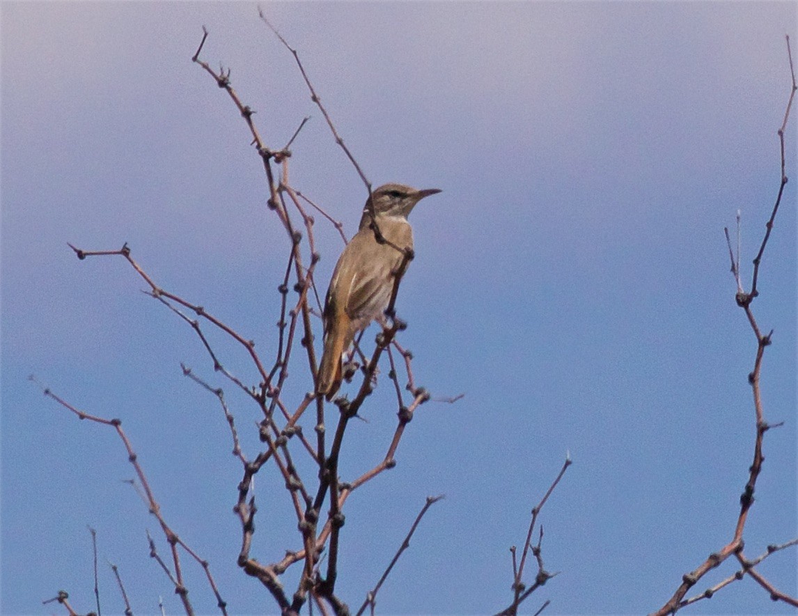 Rufous-tailed Scrub-Robin - ML620443338