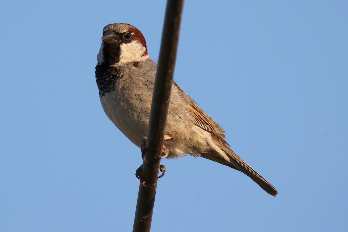 House Sparrow - ML620443353