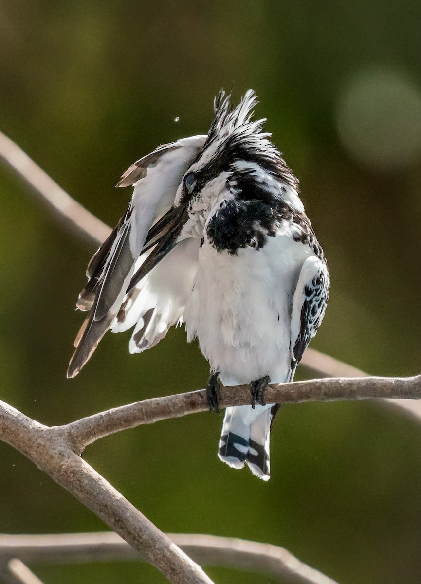 Pied Kingfisher - ML620443355