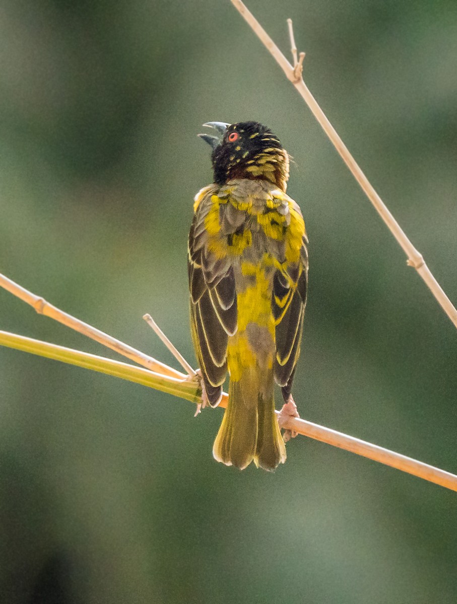 Village Weaver - Russell Scott