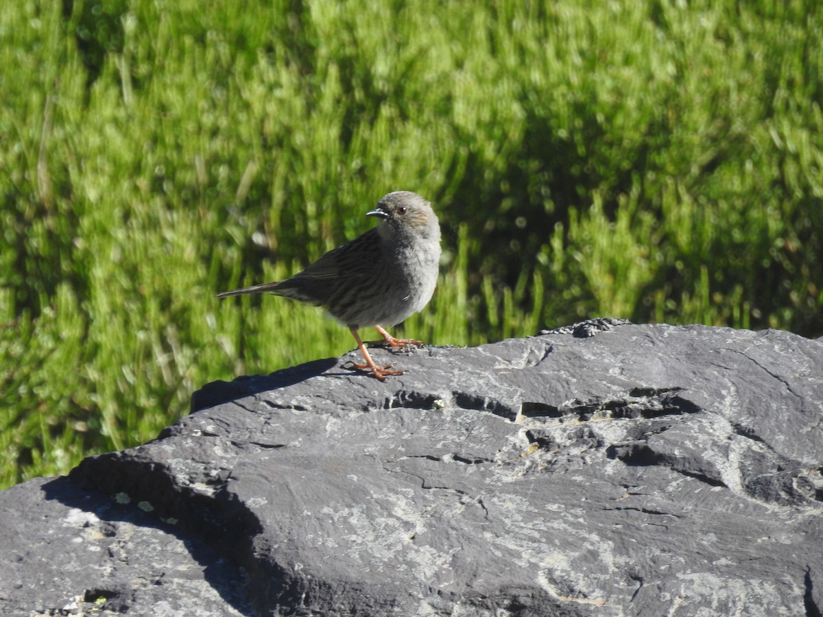 Dunnock - ML620443358