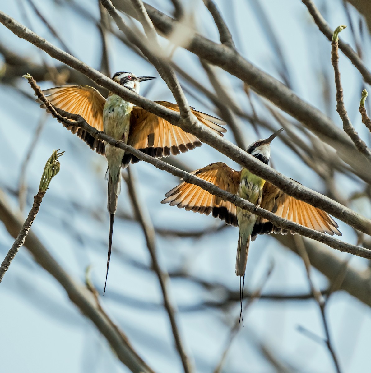 White-throated Bee-eater - ML620443359