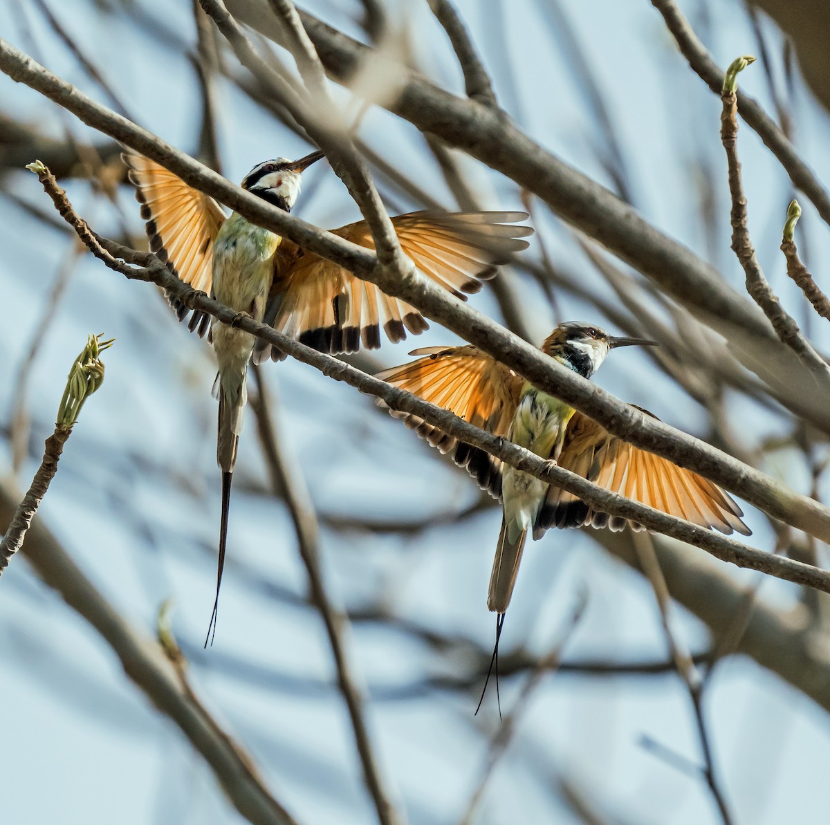 White-throated Bee-eater - ML620443360