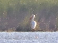 American White Pelican - ML620443366