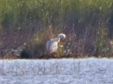 pelikán severoamerický - ML620443367