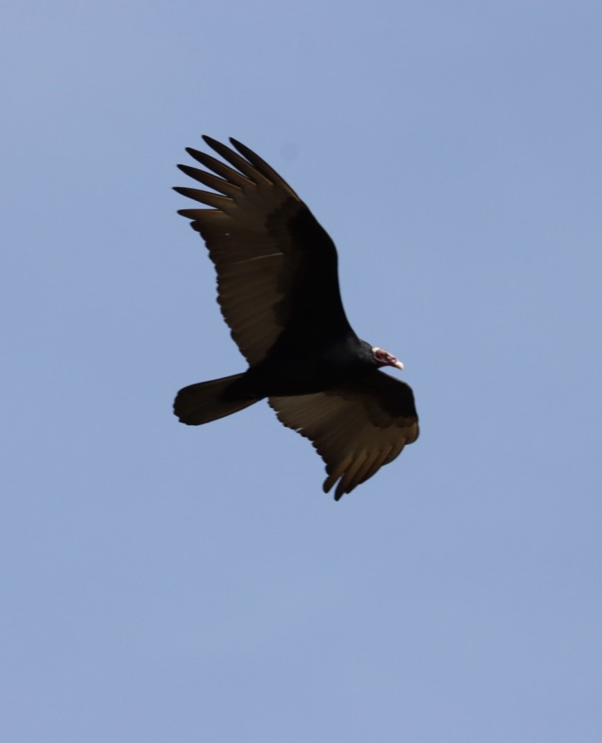 Turkey Vulture - ML620443369