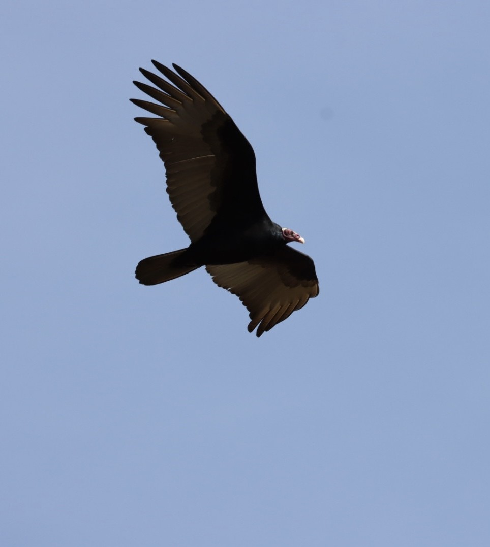 Turkey Vulture - ML620443370