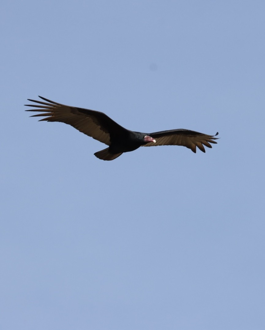 Turkey Vulture - ML620443371